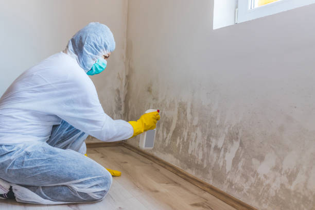 Licensed Black Mold Removal service in Delray Beach, FL - WQB Mold Removal